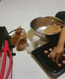 主人在做食物，3只小猫咪认真的看着，简直乖得不像话... - 3
