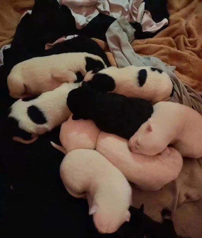 捡了只萨摩耶没多久，它竟生了九只宝宝，网友：突然拥有了十只狗！ - 2