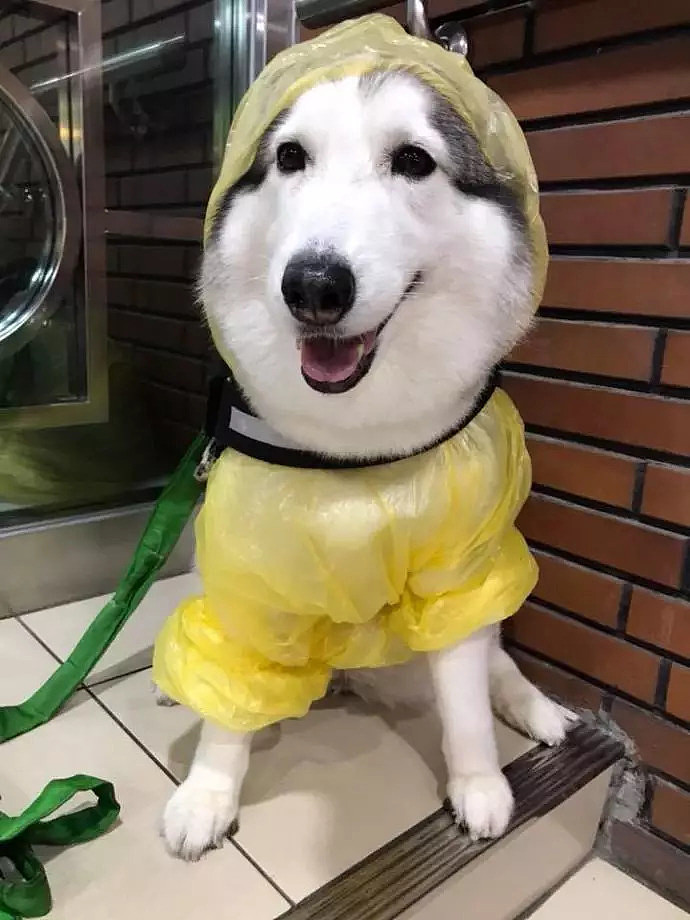 遇到一只穿着雨衣的狗子，被它美晕了... - 2