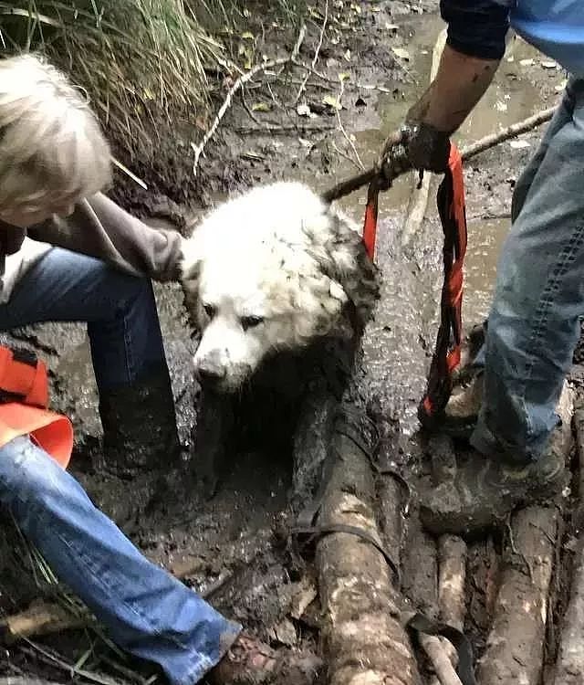 大白熊被困沼泽地，而救了它的英雄，竟是一只狗狗！ - 5