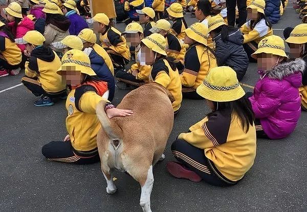 校园犬被喂成了一头“校牛”...这只流浪狗有个很幸福的汪生！ - 5