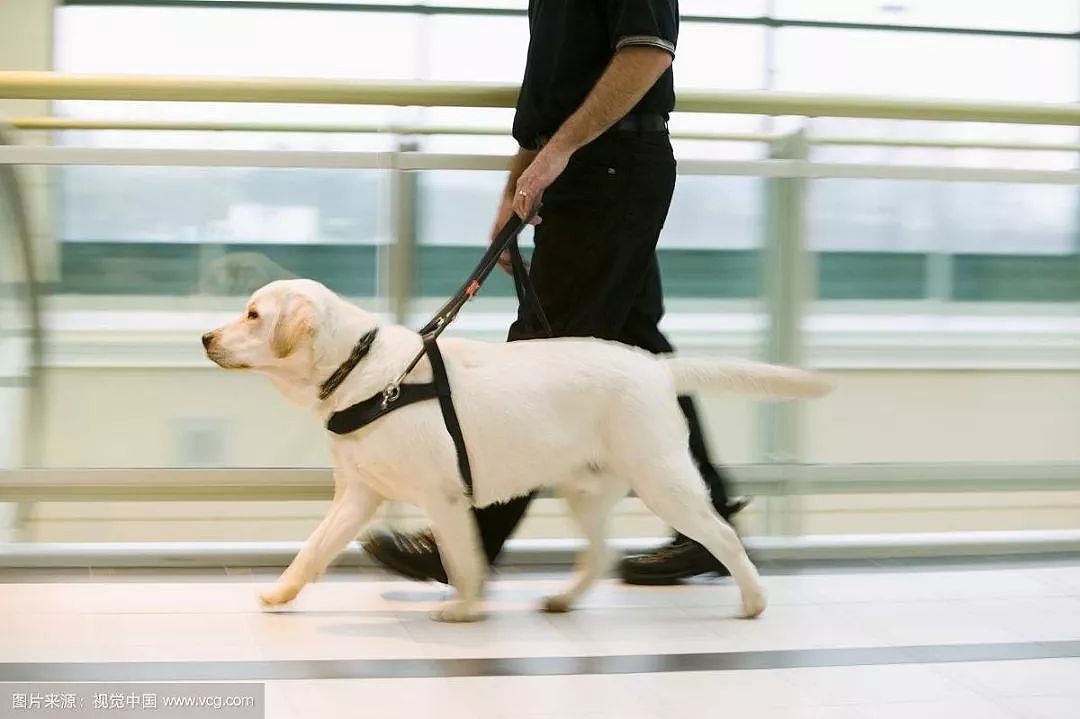 乘客大声斥责导盲犬想将其赶下车，竟是因为它的外形…… - 8