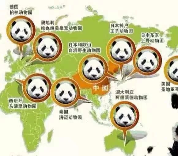 印度网友气急了：中国不租给我们大熊猫，我们就自己造一个！ - 1