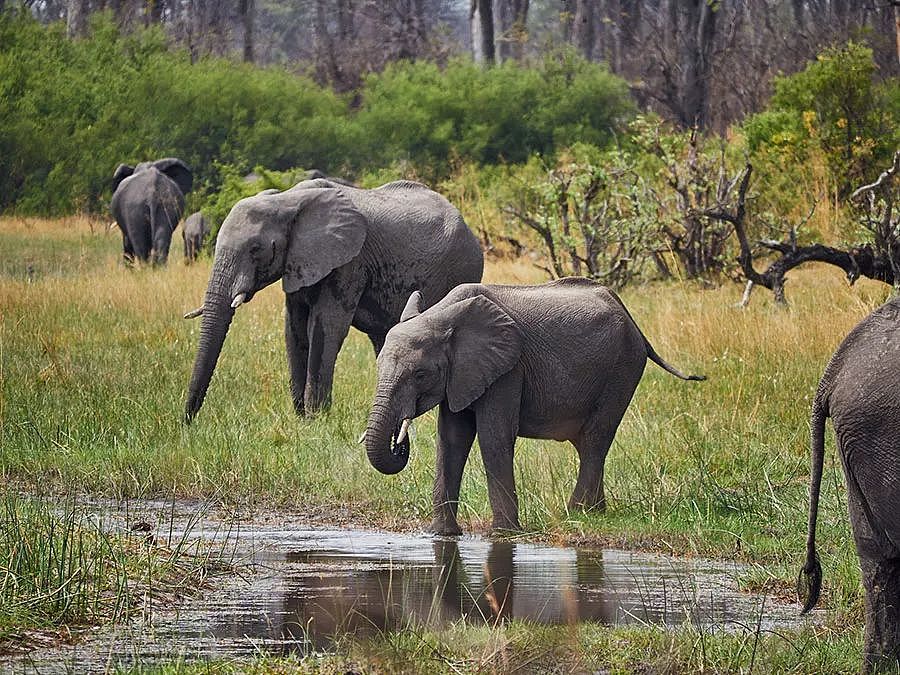 肯尼亚+坦桑尼亚，春节远走东非开启Safari之旅！ - 4