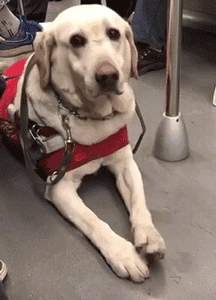 导盲犬珍妮退役，它最后一次乘坐地铁却依然不顺利... - 19