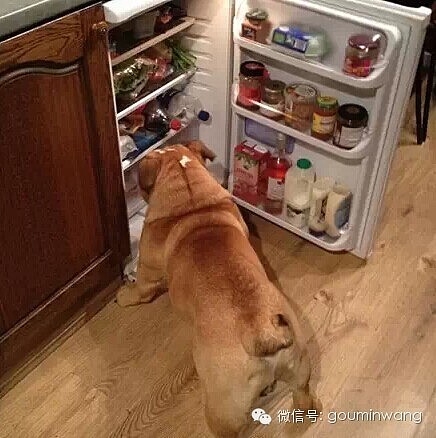 今日热点：把狗狗装进冰箱，总共分几步？ - 10
