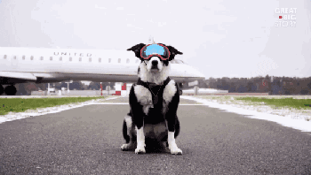 机场英雄犬离世…它一生驱逐8千只鸟，离开前一天仍在跑道工作…… - 5