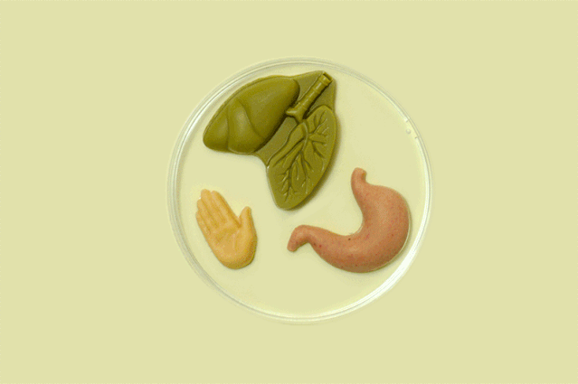 果壳人体解剖“博物馆”迎来新藏品！可以吃的那种～ - 6