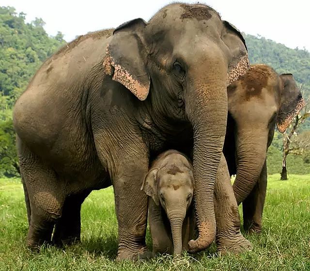 泰国全网禁播！大象旅游业背后的真相…… - 14