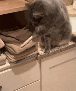 这只猫的爪不小心勾了一条毛巾掉地上，竟觉得挺好玩，于是就... - 3