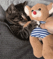这只小猫躺被子里，睡不着，当主人给了它心爱的小玩偶后... - 2