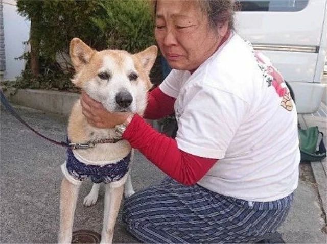 她一生救过1400多只宠物，而8年后才与第一次救下的狗狗重逢…… - 7