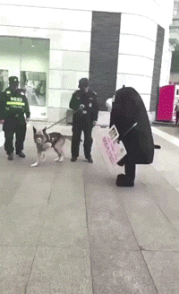熊本熊在广场挑衅警犬，下一秒就被吓尿了.... - 1