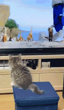 小猫咪在电视屏幕里看到一群猫咪，它的这反应，有点可爱！ - 1