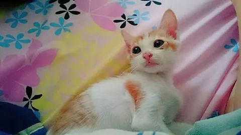 网友捡了只橘白猫，刚开始时萌萌哒，还会搂着大猫睡，长大后... - 1