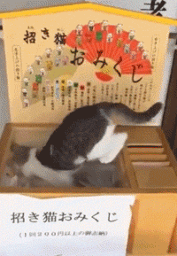 日本猫寺里住着30多只猫，竟比僧人还多，又想骗我去当和尚？ - 34