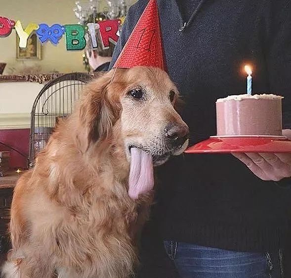 当狗狗收到生日蛋糕，脸上的表情绝了…… - 11