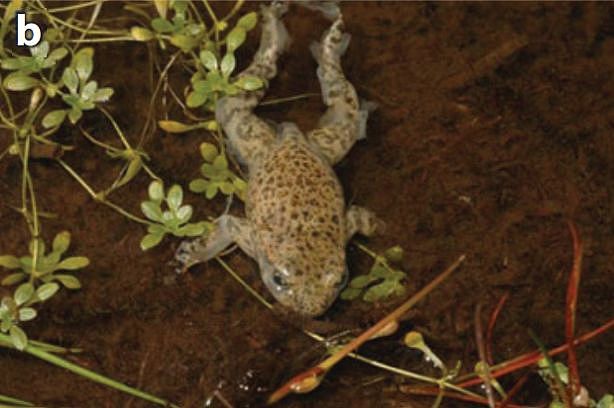“旅行的蛙”竟会传播致命病菌，大量蛙类或因它走向灭绝 - 6