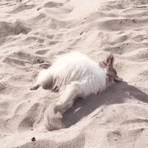 狗子在沙滩花式挖沙，这波操作必须保送蓝翔！ - 4