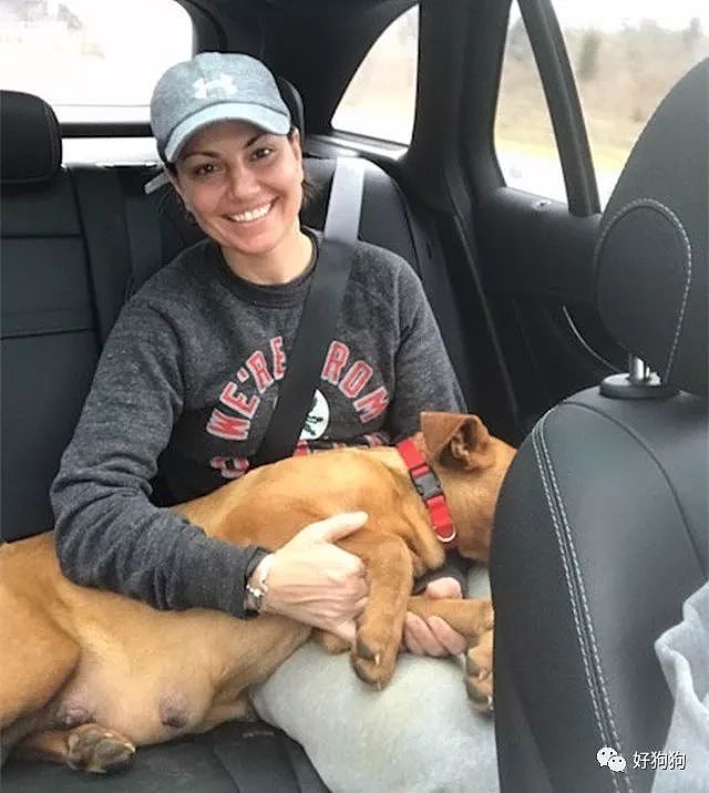 4只狗狗被抛弃在高速公路旁，还好幸运地遇到了这对夫妇！ - 1