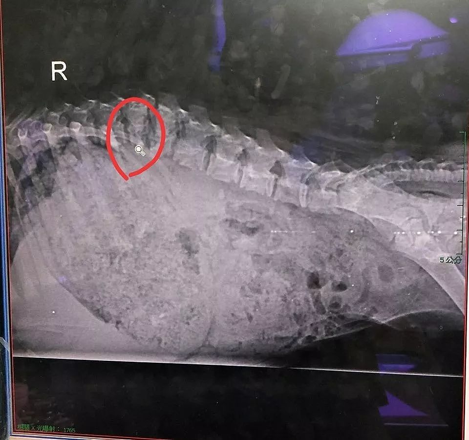 流浪小奶狗被撞后脊椎碎掉溶解，救助人：不知道它是如何挺过来的… - 2