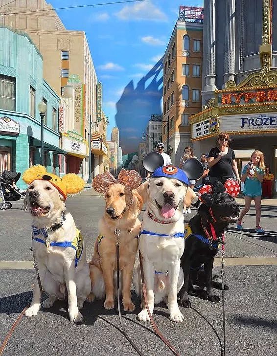 为缓解服务犬的训练压力，训导员想出了新方式，带它们去迪士尼乐园！ - 6