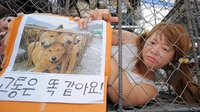 狗肉市场被关，获救狗狗却不敢走出笼子：求求你，不要吃我。 - 3