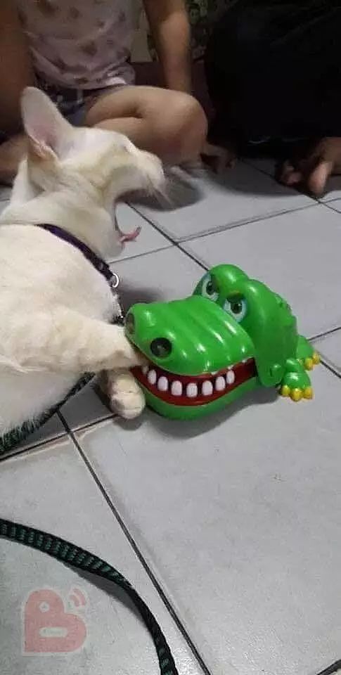 这猫把爪爪放在鳄鱼玩具嘴里玩，刚好打了个哈欠，这瞬间笑喷！ - 2