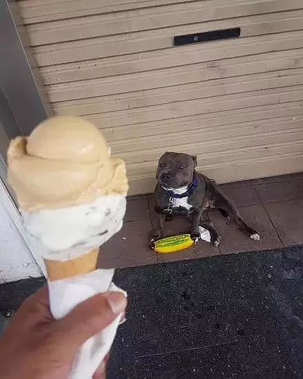 买了个冰淇淋，本想分狗子一点，结果这货一张口...阔怕！ - 1