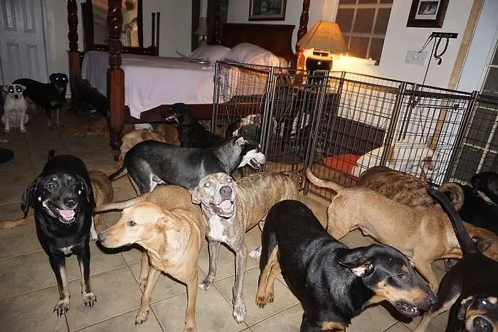 超强飓风来袭，她收留97只流浪狗，和79只狗睡同一间卧室！ - 9