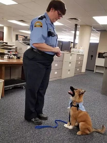 这只小警犬每周上班10小时，工作就是卖萌撒娇，让警员各种摸摸抱抱..... - 3