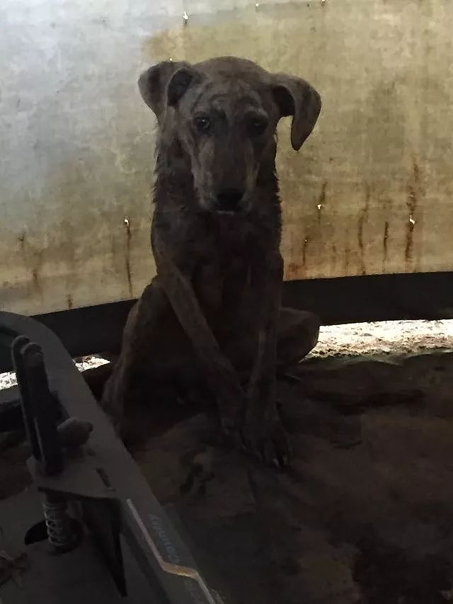 这只受伤的狗狗躲到储藏室，最后幸运地被这家人救助并领养了！ - 2