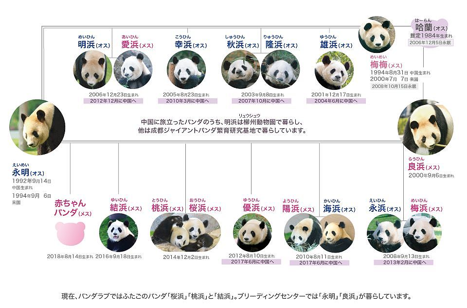 在日本，熊猫是一种信仰 - 39