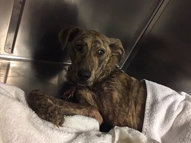 这只受伤的狗狗躲到储藏室，最后幸运地被这家人救助并领养了！ - 3