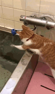 推主每次洗澡前，家里的猫都会这样帮他试水温，也太可爱了吧！ - 1