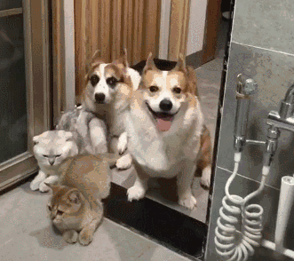 主人去厕所，猫狗都来围观赶趁热的，网友：就怕你一人独享！ - 1
