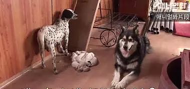 斑点狗生了9只宝宝，一只却离奇失踪，真相竟然是…… - 14
