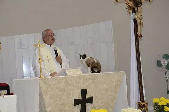 神父在主持弥撒时，一只猫闯了进来站在台上，它的举动笑屎了！ - 1