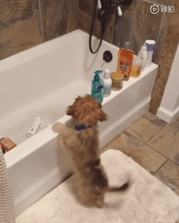 狗子洗完澡后报复主人：爱洗是吧？我让你洗个够！ - 2
