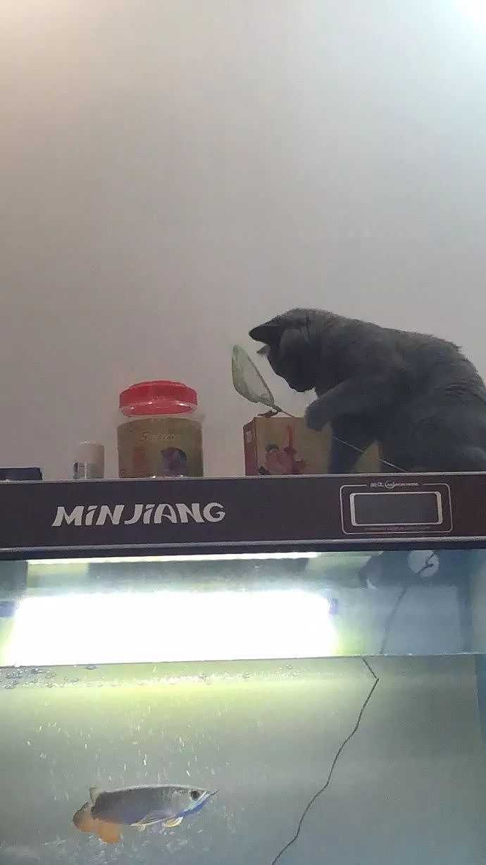 网友家的猫平时喜欢盯着鱼缸看，有天回家竟发现它这成精一幕... - 3