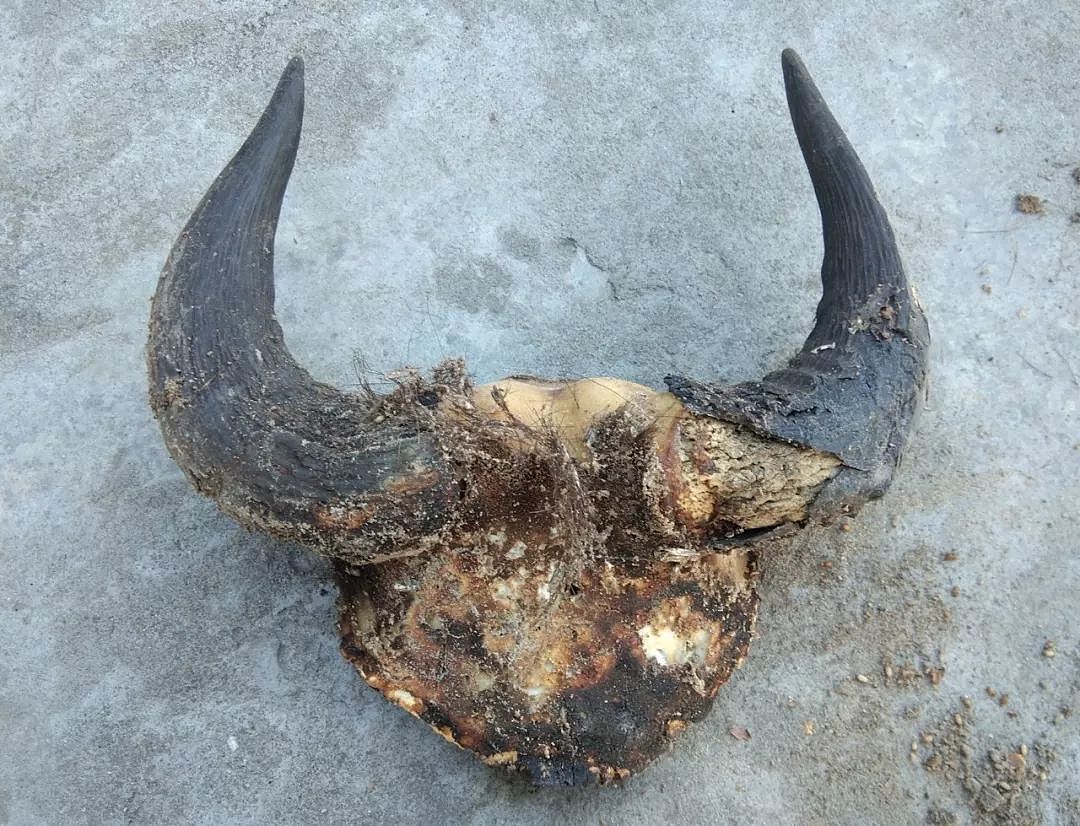 拍摄到高黎贡山南段的羚牛需要多久？他们用了几十年 - 4