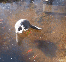 网友家的水池结冰了，但猫还是想抓里面的鱼，结果... - 1