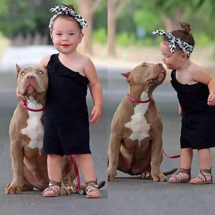 世上有一种爱叫：当宠物狗遇上小Baby - 4