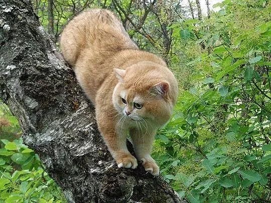 树上发现一只猫在爬树，走近一看被它的身材吓到，这不是老虎吗？ - 5