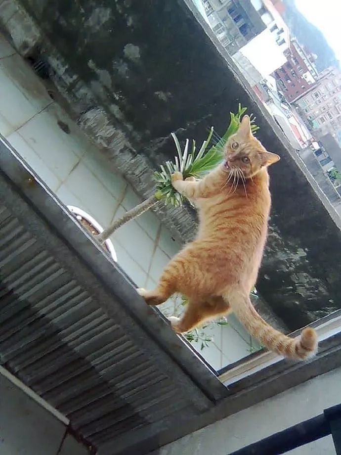 橘猫偷吃盆栽被主人发现了，它不但没逃跑，还生气骂人，笑裂！ - 3