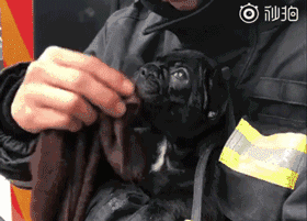 正能量！宠物店起火，消防员们为20多只猫狗做心肺复苏！ - 10