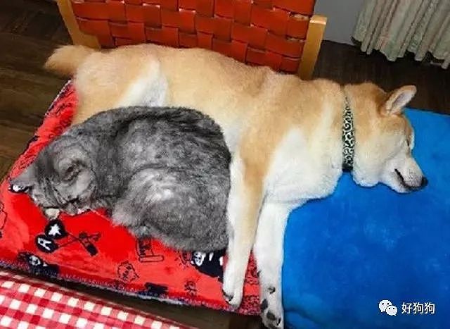 柴犬对猫咪异常宠爱，成功把小橘猫宠成了和它一样大的橘座…… - 2
