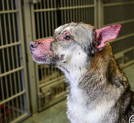 全身溃烂的狗狗在安乐死前获得救援，恢复健康以后被发现是只型狗 - 5