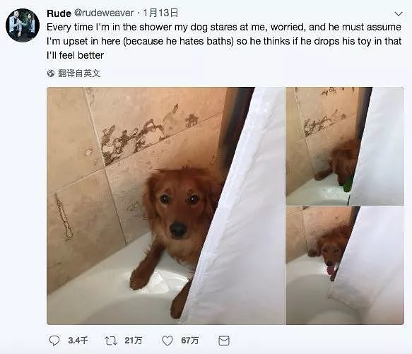 这只超讨厌洗澡的狗子，却突然跑到浴室找主人，原来... - 4