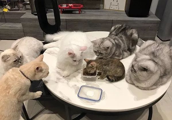 网友新养了只小猫，每次吃饭时，大猫们就围在旁边监督​，笑翻！ - 1